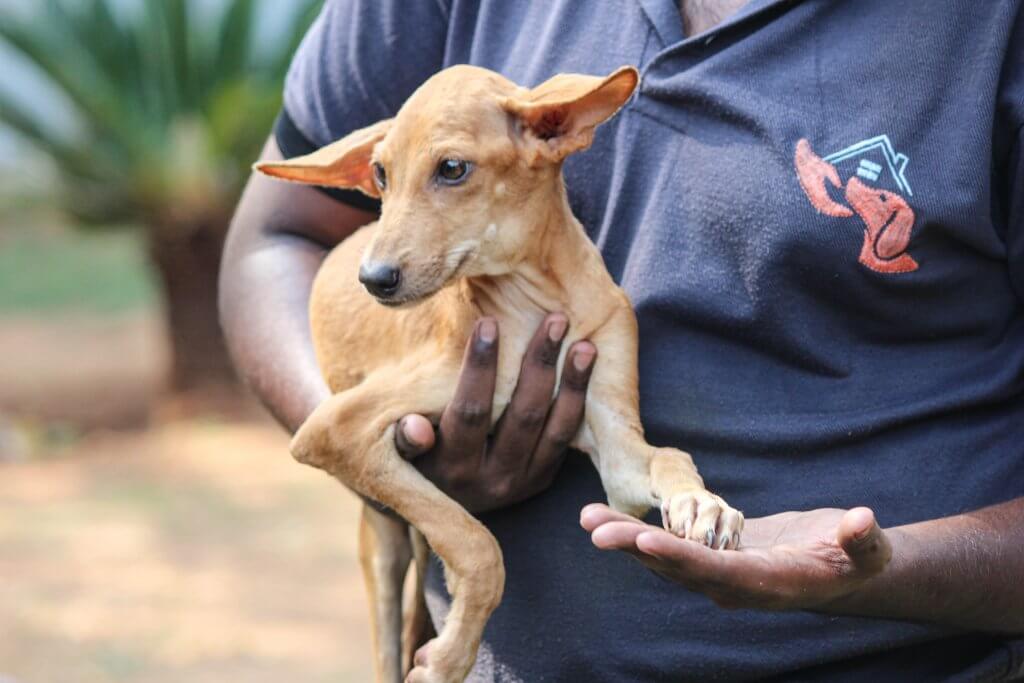 Adopt