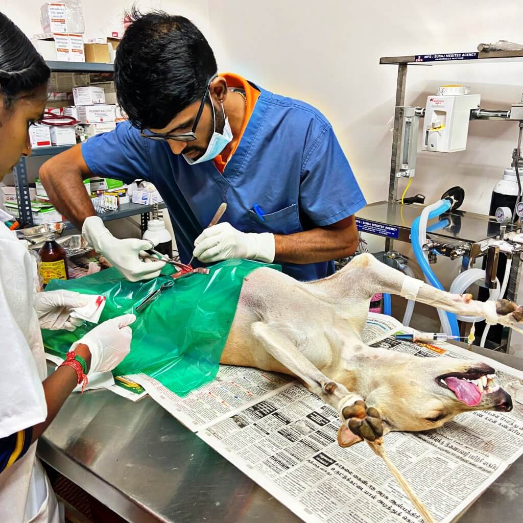 Spay